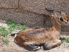 20090502 SanDiegoWildlifePark34.jpg